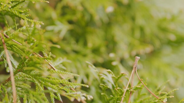 Les feuilles de la plante Thuja Les arbres qui poussent dans le parc Les plantes de jardin ornementales