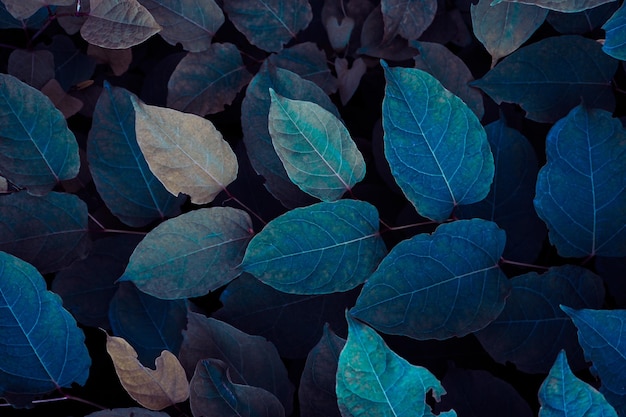 feuilles de plantes bleues en hiver fond bleu