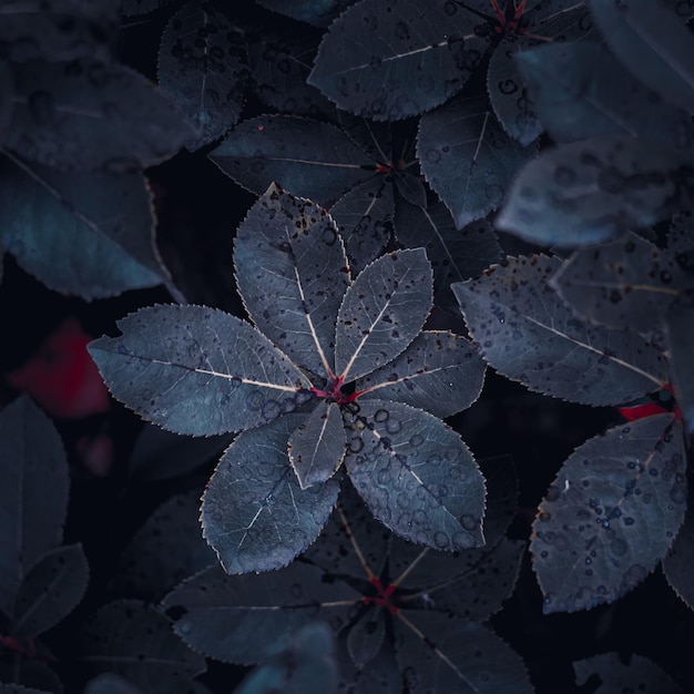 feuilles de plantes bleues en hiver fond bleu