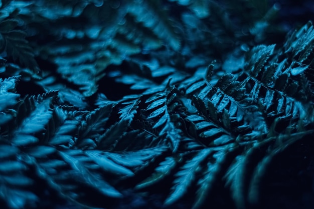 Feuilles de plantes bleues la nuit en tant que conception minimale de fond botanique surréaliste