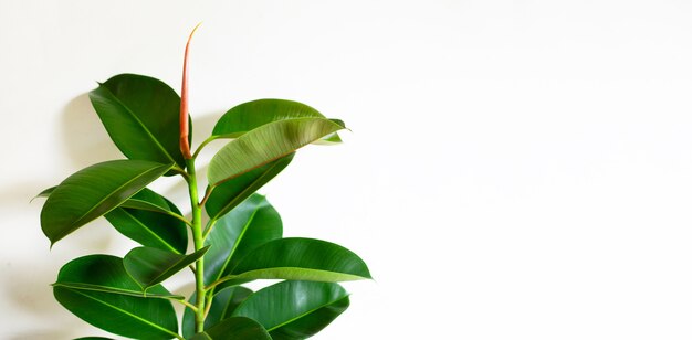 Feuilles de plantes en caoutchouc vert.