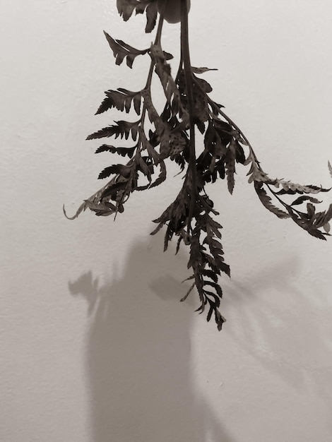 Feuilles de plantes et de fleurs sur un mur fond lumière neutre noir et blanc photo gros plan