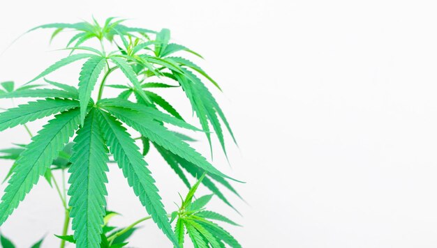 Feuilles de plantes de marijuana sur fond blanc