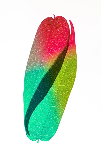 Feuilles de plantes multicolores translucides sur fond blanc Concept d'écologie