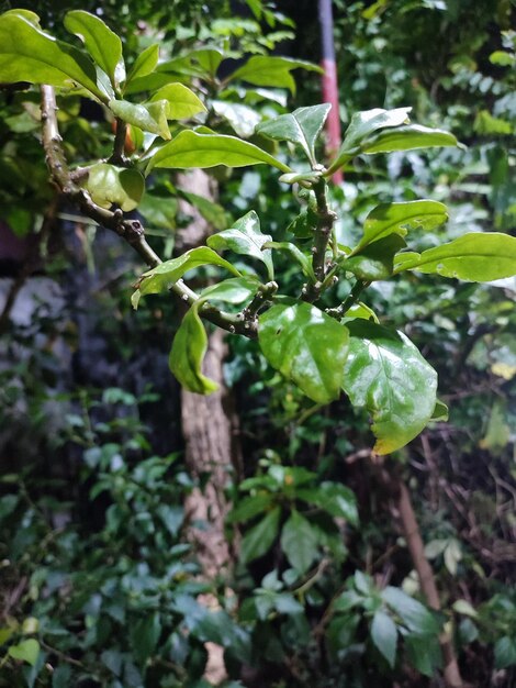 Photo les feuilles et les plantes de pereskia aculeata