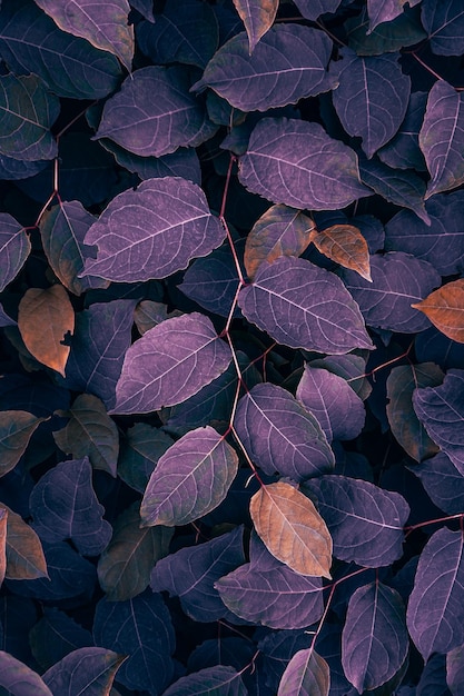 Feuilles de plantes de renouée japonaise violette en automne