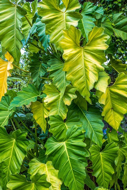 feuilles de plantes tropicales dans la forêt tropicale du sud-est