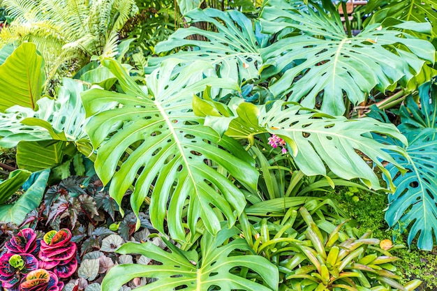 Photo feuilles de plantes tropicales dans la forêt tropicale du sud-est