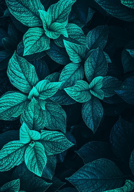 Feuilles de plantes vertes et bleues dans la nature