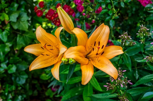 Feuilles de plantes vertes couleurs florales d&#39;été