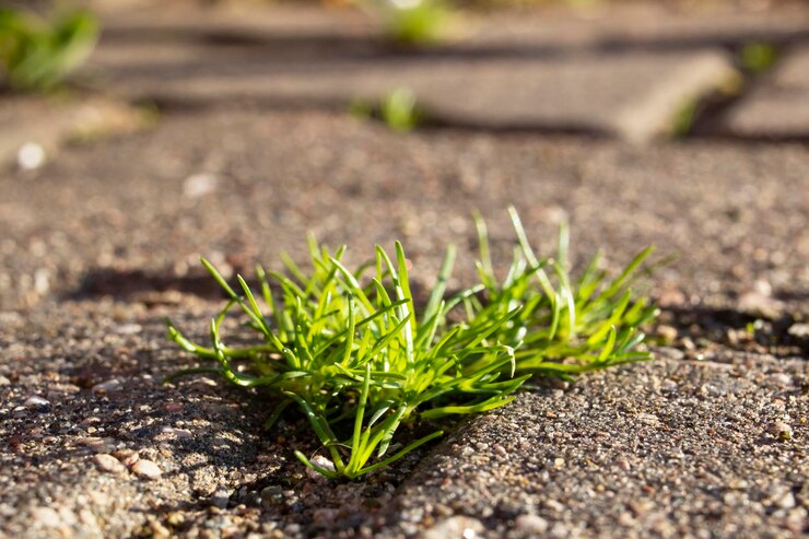 Feuilles de plantes vertes sur les dalles de pavage libre