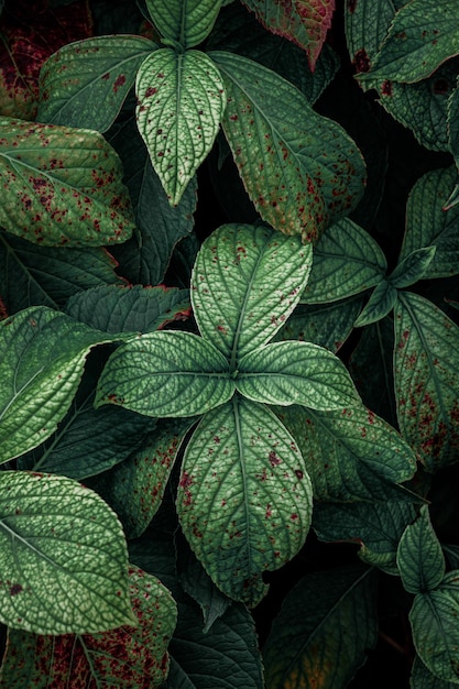 feuilles de plantes vertes dans le jardin au printemps, fond vert maussade