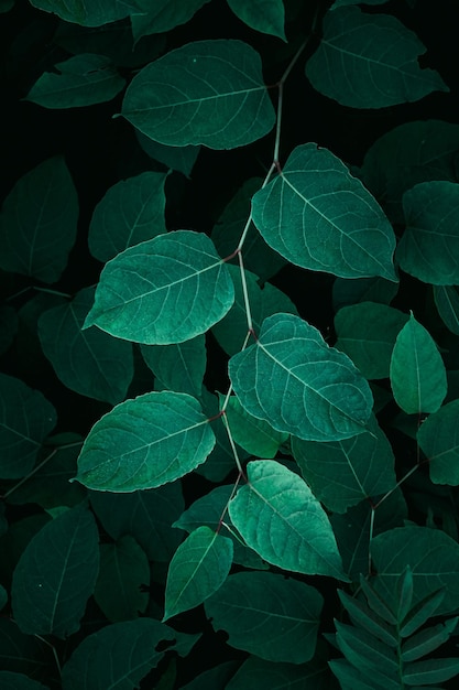 feuilles de plantes vertes dans la nature au printemps fond vert