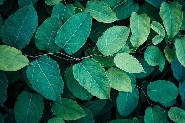 feuilles de plantes vertes dans la nature sur fond vert printanier