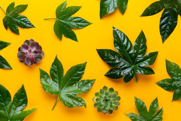 Feuilles de plantes vertes sur fond jaune