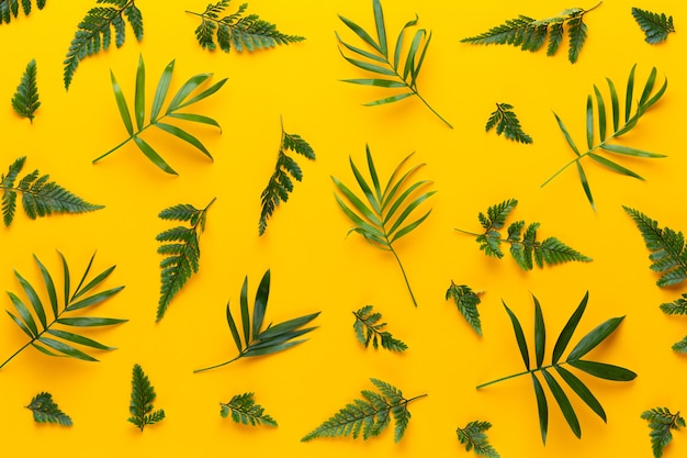 Feuilles de plantes vertes sur fond jaune