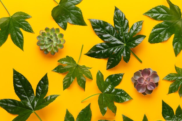 Feuilles de plantes vertes sur fond jaune