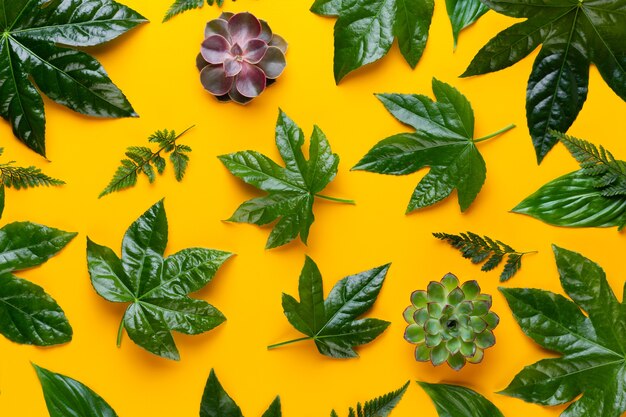 Feuilles de plantes vertes sur fond jaune.