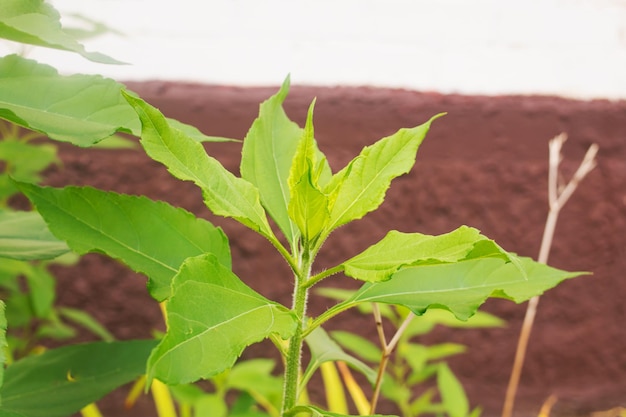 Feuilles de plantes vertes sur fond de mur agrandi