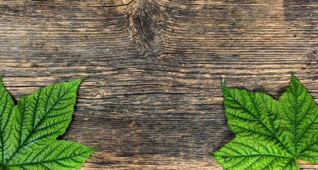 Feuilles de plantes vertes sur fond de planche de bois blanc, espace copie