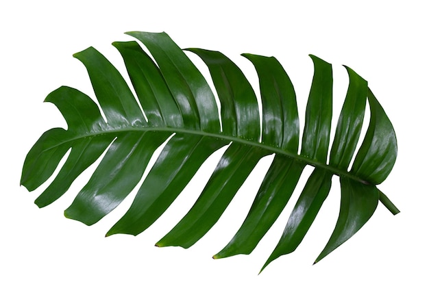 Photo feuilles de plantes vertes vibrantes de mostera sur un fond blanc