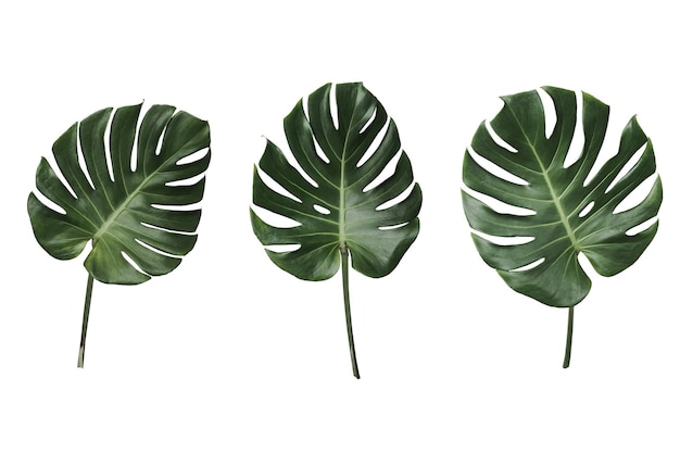 Feuilles de plantes vertes vibrantes de Mostera sur un fond blanc