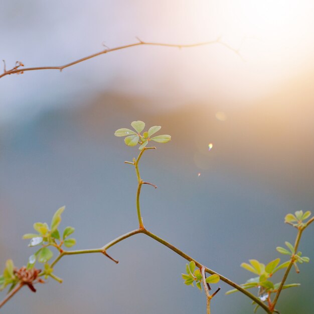 feuilles de plantes vertes