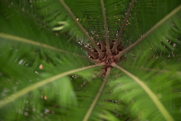 Feuilles de plantes