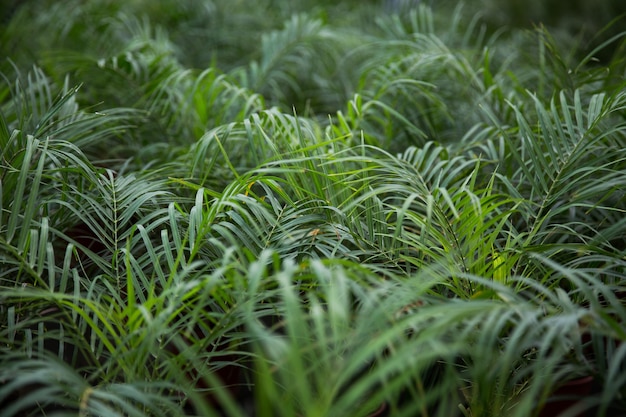 Photo feuilles de plantes