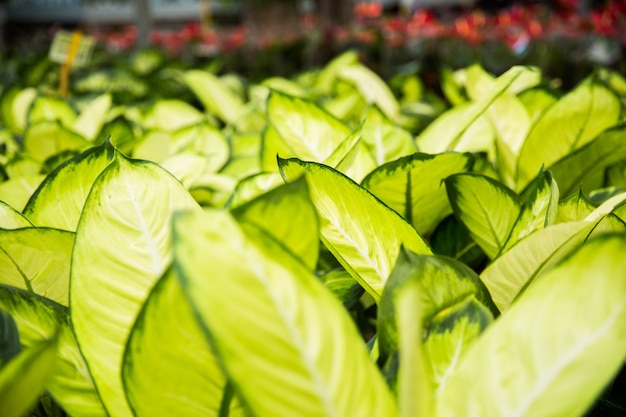 Feuilles de plantes