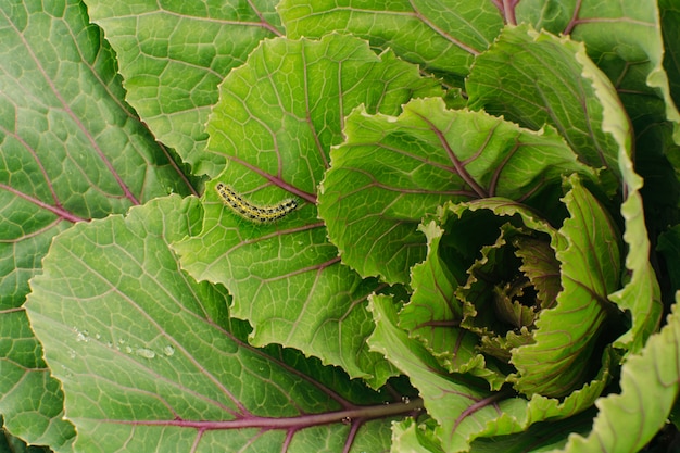 Feuilles de plus en plus de chou. Potager.