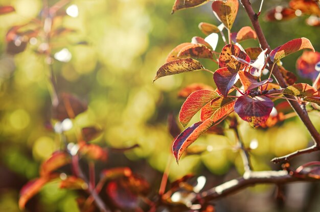Feuilles de poire rouge en automne sur une branche au soleil