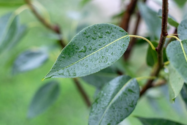 Feuilles de poire verte avec des gouttes de pluie dans le jardin sur un arbre