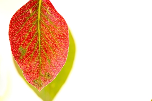 Feuilles de poirier d'automne rouge et vert