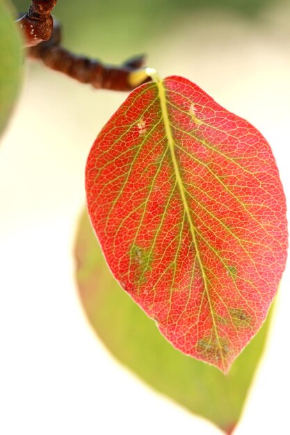 Feuilles de poirier d'automne rouge et vert