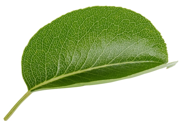 Feuilles de poirier isolés sur blanc