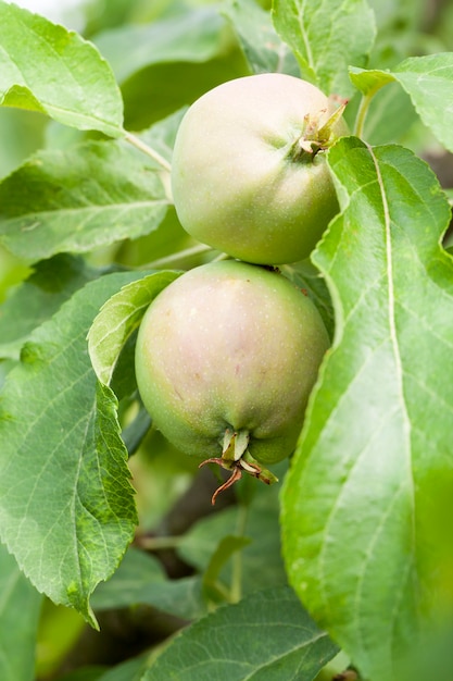 Feuilles de pommes vertes et pommes poussant sur le territoire du verger.