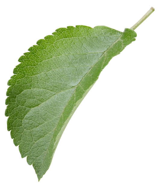 Feuilles de pommier isolés sur blanc