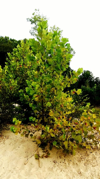 Photo les feuilles poussent sur les arbres