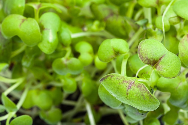 Feuilles de pousses vertes de moutarde cress close up