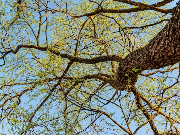 Feuilles de printemps de branches de saule chatte sur fond de ciel bleu