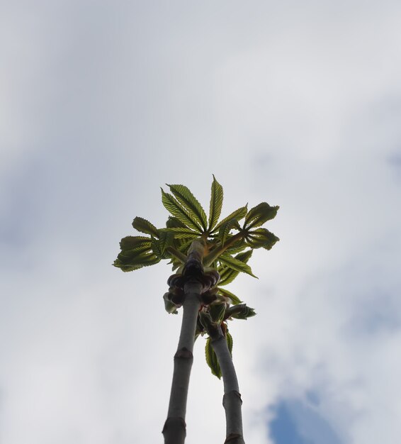 Feuilles de printemps de châtaignier Aesculus hippocastanum sur fond de nature