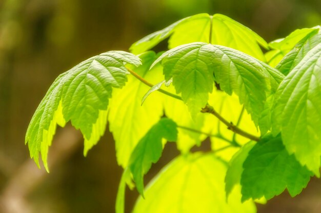 feuilles de printemps éclairées par le soleil