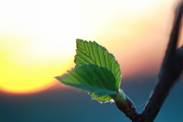 Feuilles de printemps fraîches sur un arbre