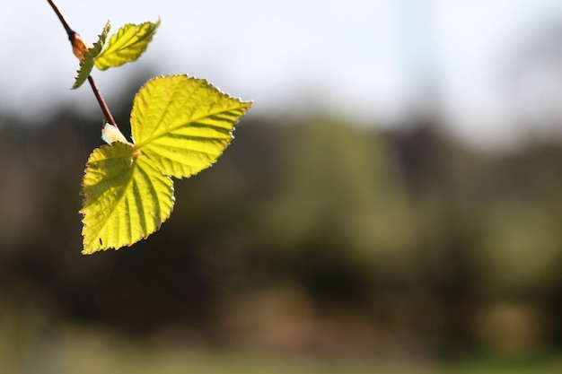 Feuilles de printemps fraîches sur un arbre