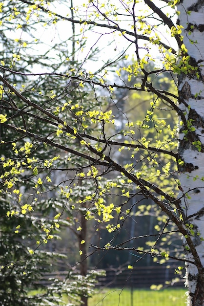 Feuilles de printemps fraîches sur un arbre