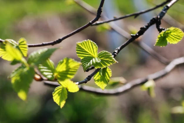 Feuilles de printemps fraîches sur un arbre