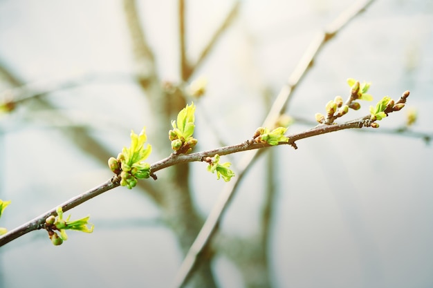 Feuilles de printemps fraîches de pommier Branche d'arbre avec feuillage fleuri frais au printemps ensoleillé Feuilles de printemps fraîches et vertes Fond de nature Vue rapprochée