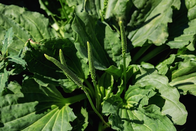 Feuilles de psyllium vert bouchent vue de dessus