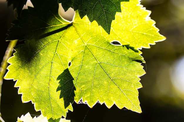 Feuilles de raisin dans un vignoble